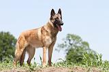 MALINOIS 702